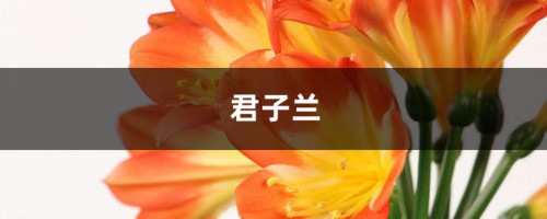 长寿茶花君子兰…用了这一招，花朵开的像瀑布，美爆了！