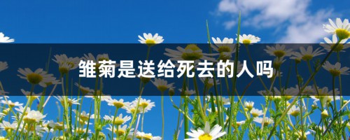 雏菊是送给死去的人吗（不同颜色雏菊的花语）