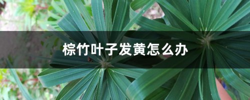 棕竹叶子发黄怎么办