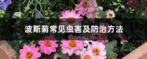 波斯菊常见虫害及防治方法