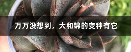 万万没想到，大和锦的变种有它