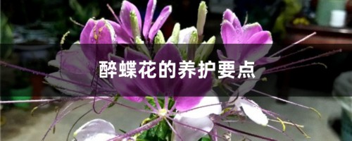 醉蝶花的养护要点